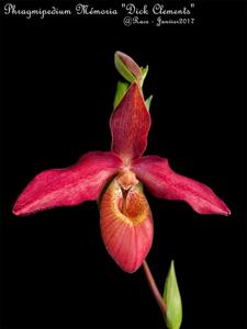 Phragmipedium Memoria Dick Clements