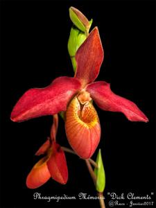 Phragmipedium Memoria Dick Clements