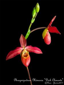 Phragmipedium Memoria Dick Clements