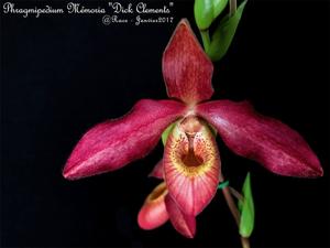 Phragmipedium Memoria Dick Clements