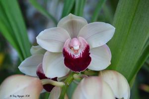 Cymbidium Current Odyssey