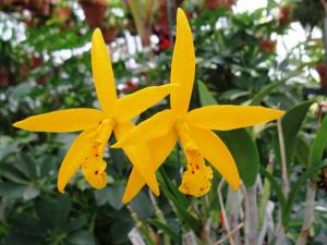 Brassocatanthe Hawaiian Treat