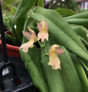 <i>Leochilus</i> puertoricentsis-lanceolata