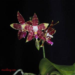 Phalaenopsis CTL Ambo Tetralacea