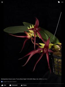 Bulbophyllum Karen Lewis