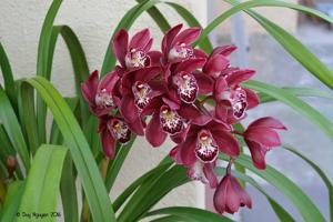 Cymbidium Street Hawk