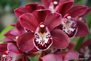 Cymbidium Street Hawk