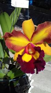 Rhyncholaeliocattleya Chunyeah