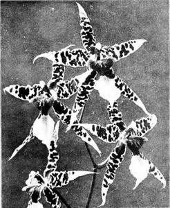 Oncidium Eurydice