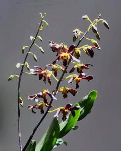 Dendrobium Black Spider