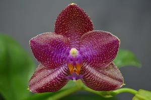 Phalaenopsis LD Sun Dragon