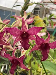 Dendrobium Hawaii Spectacular