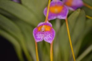 Masdevallia Confetti