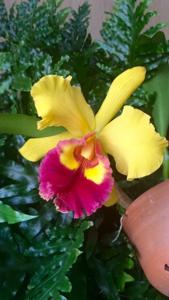 Rhyncholaeliocattleya Shinfong Castle