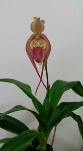 Phragmipedium China Dragon