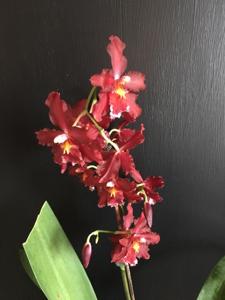 Oncidium Pacific Lust