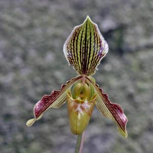 Paphiopedilum Arthurianum