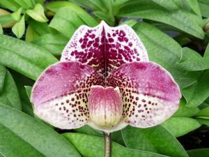 Paphiopedilum Durandal