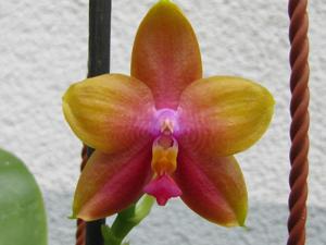 Phalaenopsis Mituo Prince