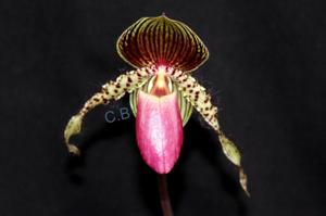 Paphiopedilum Prime Child