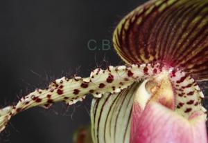 Paphiopedilum Prime Child