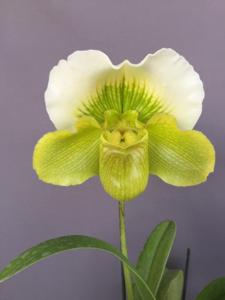 Paphiopedilum Irish Eyes