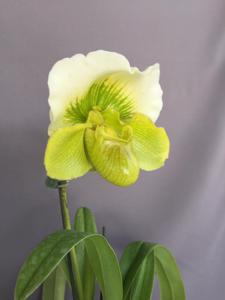 Paphiopedilum Irish Eyes