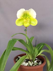 Paphiopedilum Irish Eyes