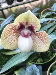 Paphiopedilum Karl Ploberger