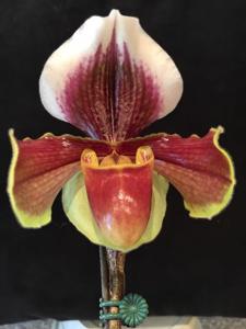 Paphiopedilum gratrixianum-Winstear