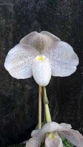 Paphiopedilum Doctor Jack