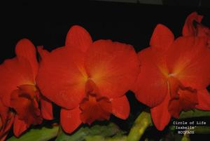 Cattleya Circle of Life