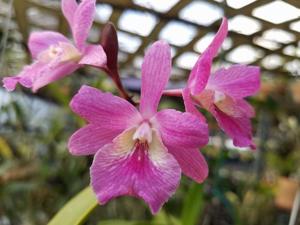 Psycattleytonia Jamaica Joy-atropurpurea