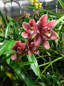 Cymbidium Rincon Fairy