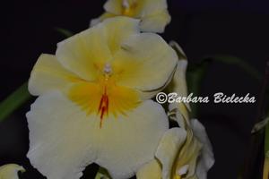 Miltoniopsis Maui Sunset