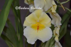 Miltoniopsis Maui Sunset