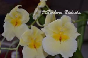 Miltoniopsis Maui Sunset