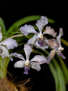 Vanda Gilbert Triboulet