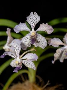 Vanda Gilbert Triboulet