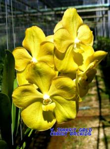 Vanda Jakkit Gold
