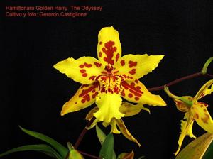 <i>Brassidium</i> Golden Harry