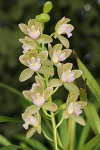 Cymbidium Sweetheart