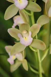 Cymbidium Sweetheart