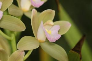 Cymbidium Sweetheart