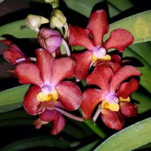 Vanda Molly Fairwater