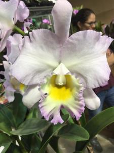 Rhyncatlaelia Doris Allen