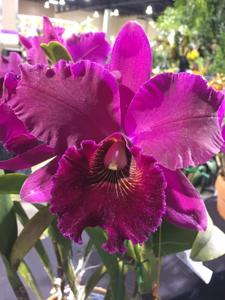 Rhyncholaeliocattleya Leonard Smith