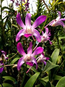 Dendrobium Ahulani Hinojos-canaliculatum