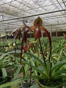 Paphiopedilum Mar Sander