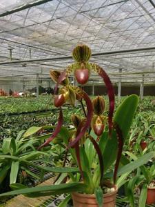 Paphiopedilum Shin-Yi Jerry San